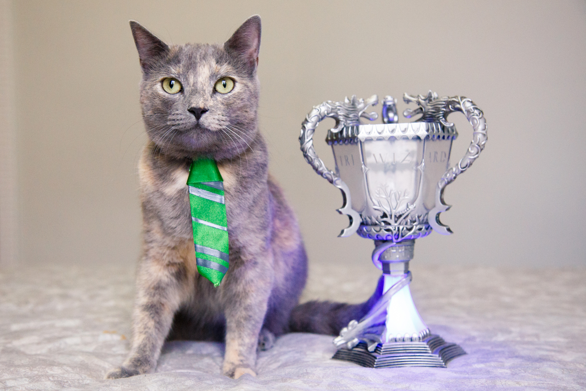 Gata cinza com rajados dourados sentada usando uma gravata verde da Sonserina ao lado da taça tribruxo de Harry Potter.