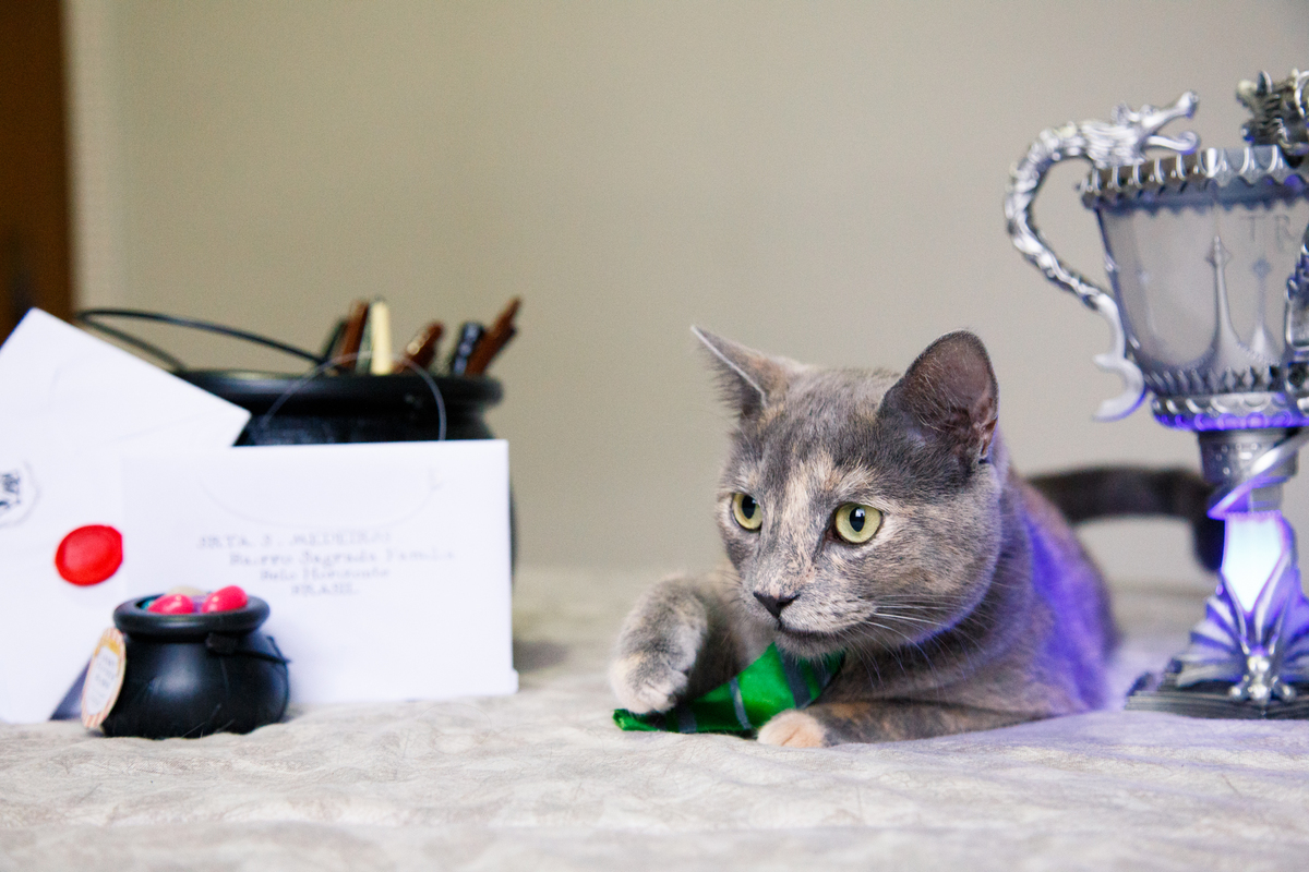 Gata cinza com rajados bege deitada na cama ao lado de um caldeirão com várias varinhas de bruxo, um mini caldeirão com feijões de todos os sabores, cartas de Hogwarts e a taça tribruxo.