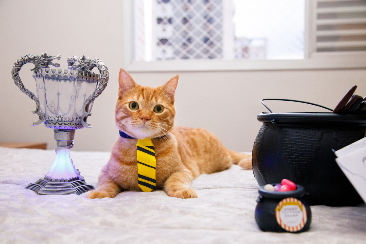 Gato amarelo com a gravata da Lufa-Lufa ao lado de um caldeirão com várias varinhas de bruxo, a taça tribruxo e um mini caldeirão com feijõezinhos de todos os sabores.