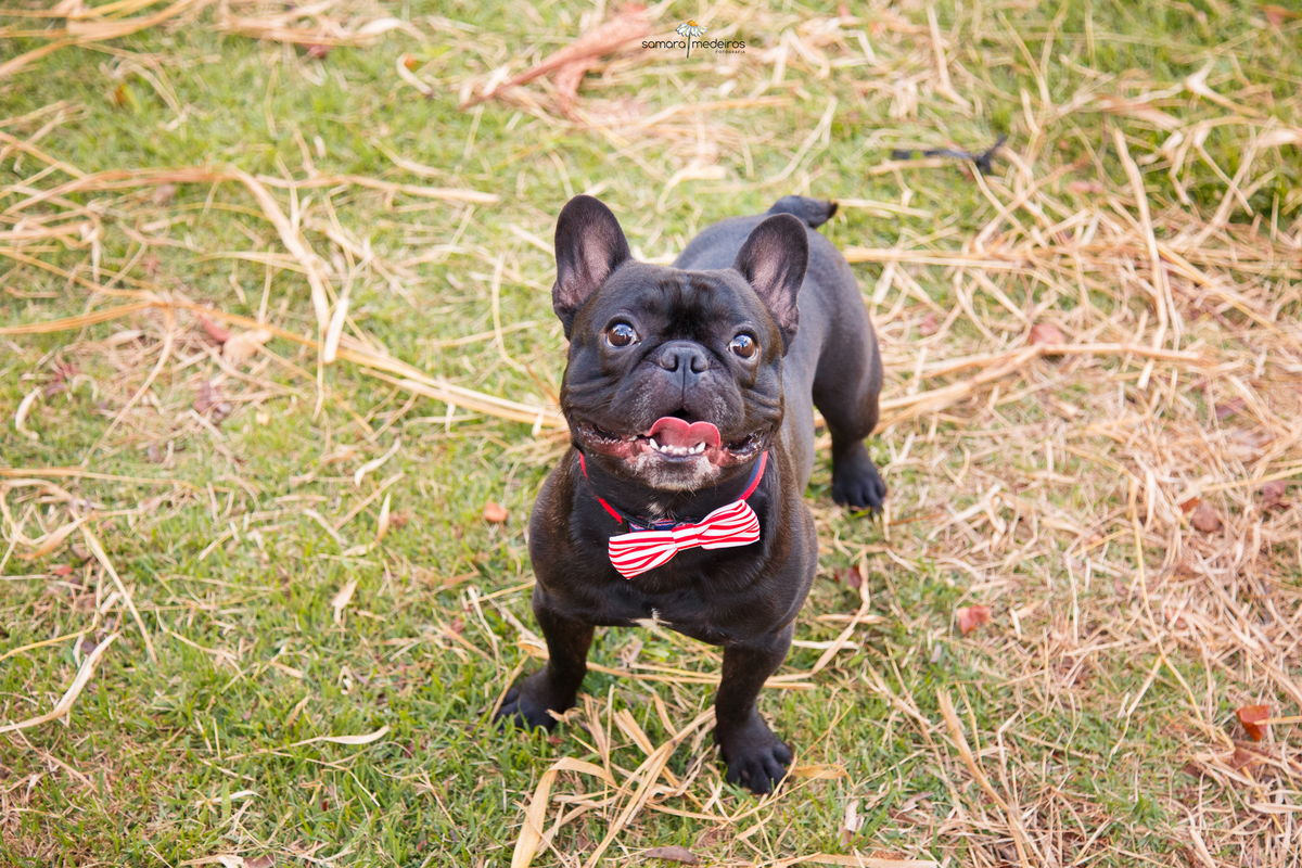 Cão da raça bulldog com uma gravata borboleta branca e vermelha com a boca aberta e olhando para cima para a câmera.