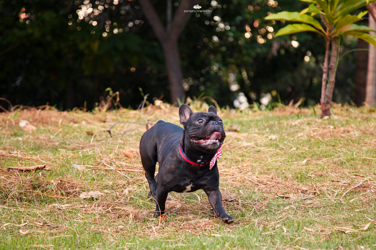 Cachorro da raça bulldog francês correndo e olhando para cima ameaçando pular para pegar um brinquedo que não aparece na foto, ao fundo dele tem algumas árvores.