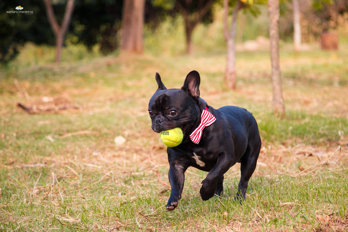 Cão da raça bulldog francês correndo com uma bolinha amarela na boca, ele usa uma gravata borboleta vermelha e branca.
