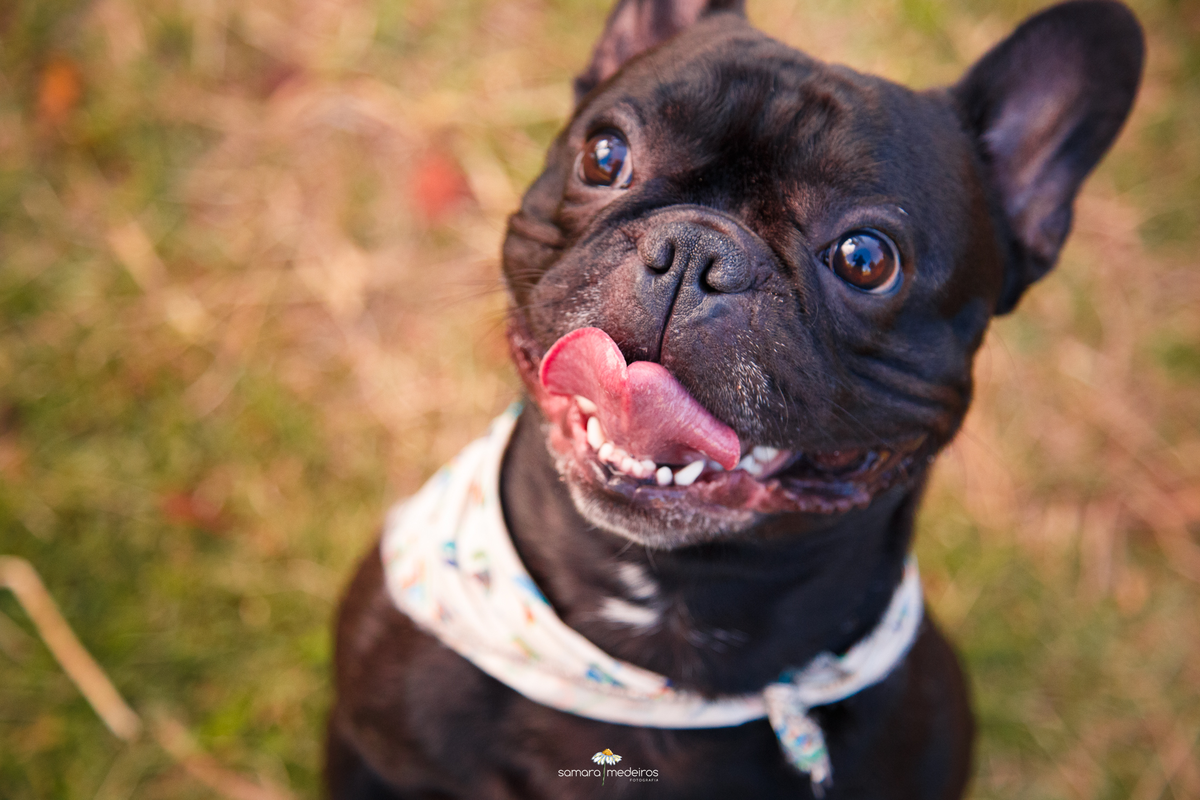 Close na carinha de um cachorro da raça bulldog francês que olha para a diagonal com uma expressão curiosa e a língua para fora.