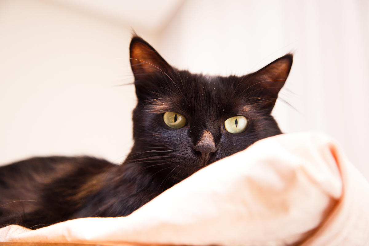 Close em uma gatinha preta de olhos verdes deitada no alto de seu arranhador e olhando para a câmera.