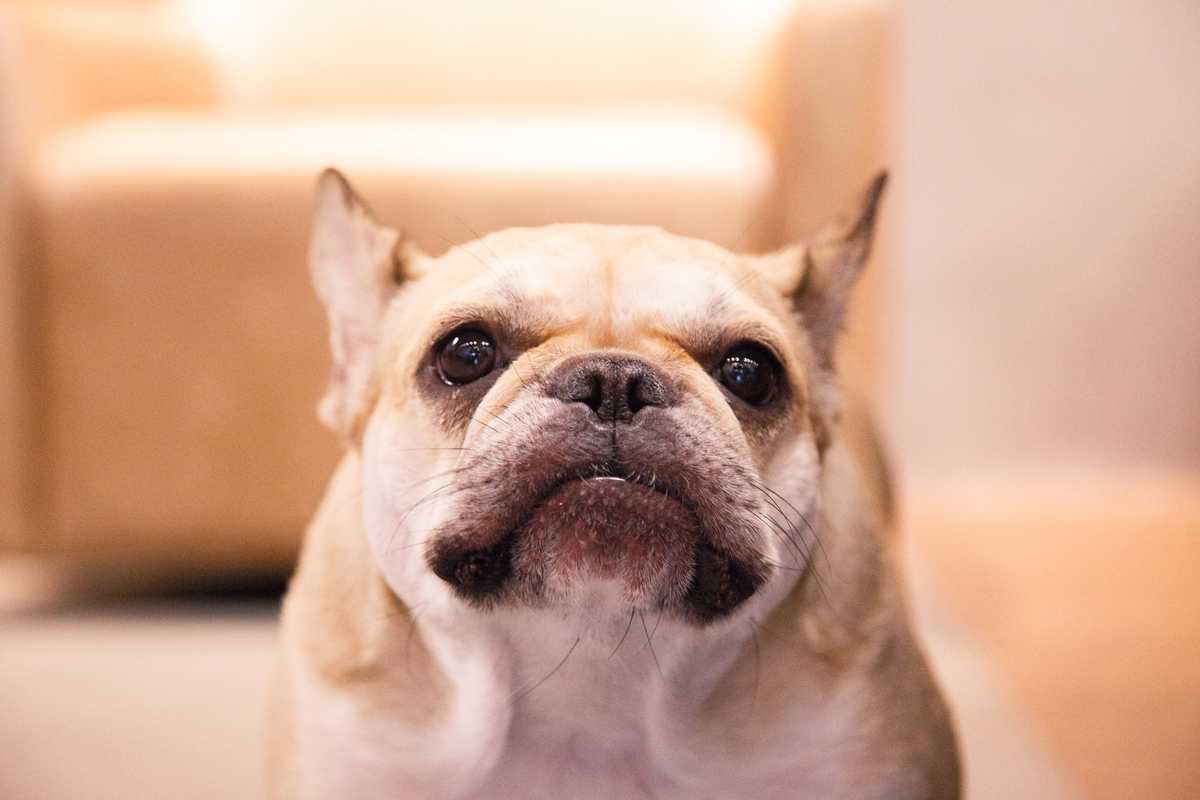 Close na cara de um cachorro da raça bulldog francês, com a boca fechada e expressão de brava.