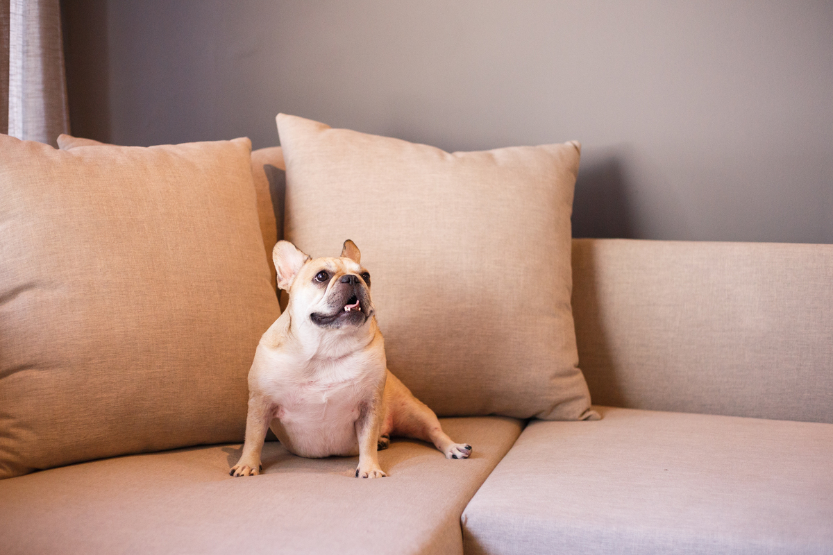 Cachorro da raça bulldog francês sentado no sofá com almofadas ao fundo, olhando para o lado.