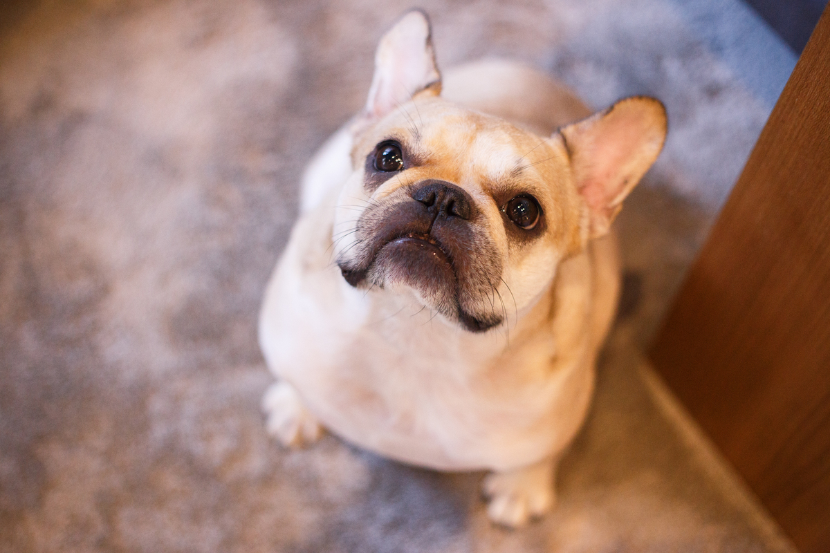 Foto feita de um ângulo de cima de um cachorro bulldog francês, olhando para cima com a boca fechada e expressão séria.