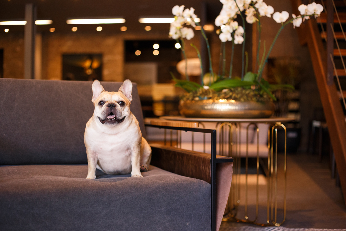 Cachorro bulldog francês creme sentado em um sofá cinza ao lado de uma mesa com um arranjo de orquídeas de enfeite.