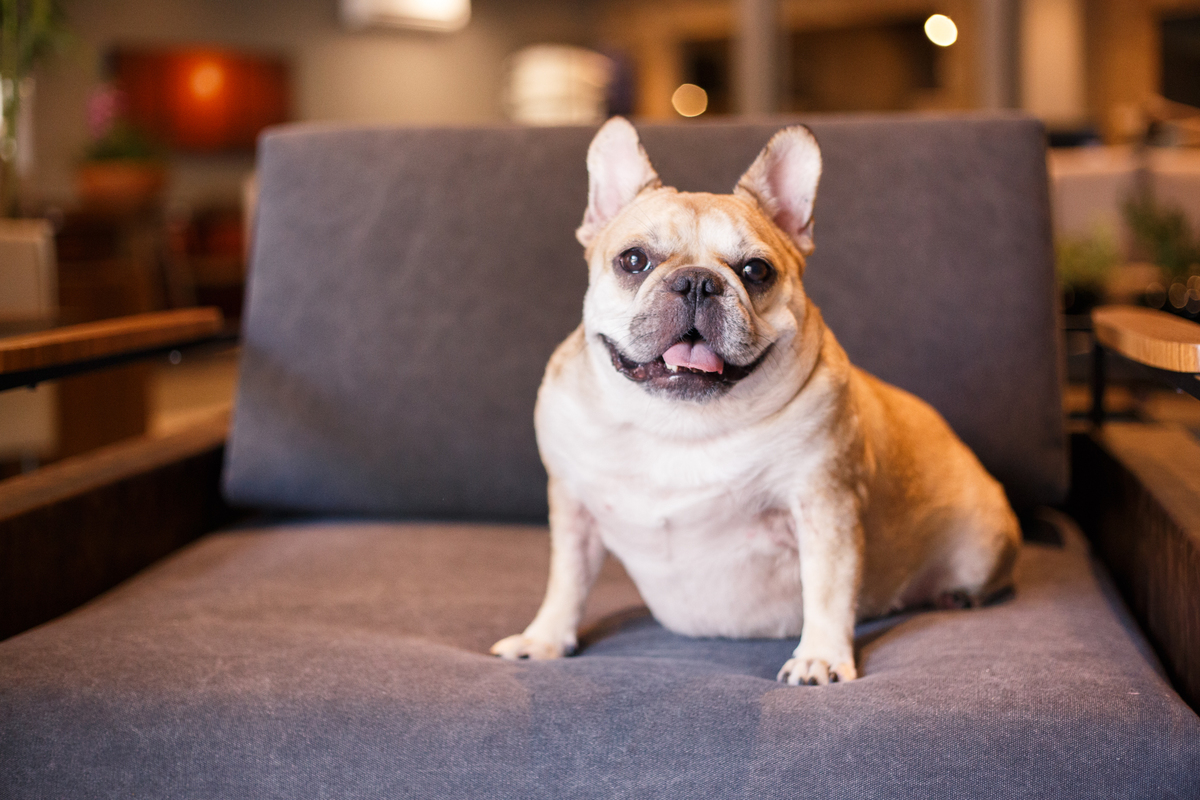 Foto mais de perto de um cachorro da raça  bulldog francês cor creme sentado em um sofá cinza escuro com a boca entreaberta e uma expressão de sorriso.
