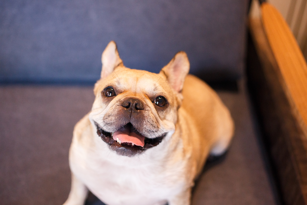 Foto feita de um ângulo de cima para baixo de um cachorro da raça bulldog francês de cor creme sentado em um sofá cinza escuro, olhando para cima com a boca entreaberta e uma expressão sorridente.