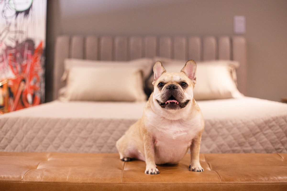 Cachorro da raça bulldog francês cor creme sentado no banco ao pé da cama de casal.