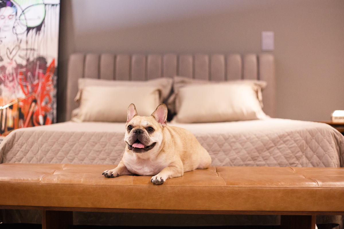 Cachorro da raça bulldog francês, cor creme deitada no banco ao pé da cama de casal em um showroom.