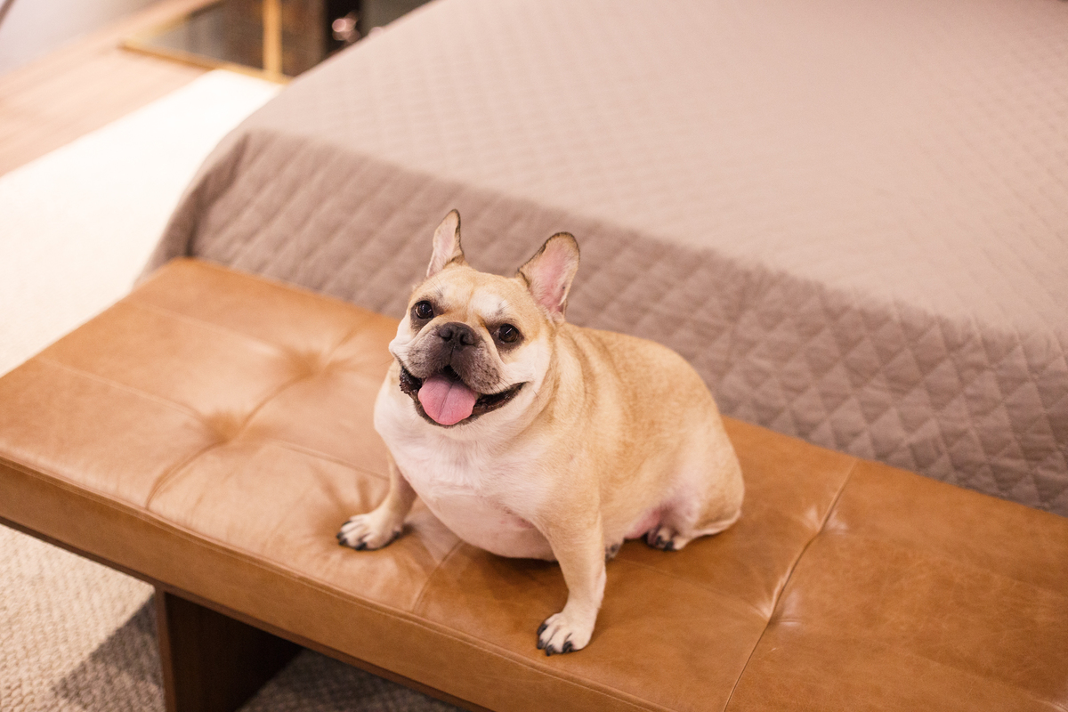 Foto feita em um ângulo de cima para baixo de um cachorro da raça bulldog francês, creme, sentado em um banco ao pé da cama de casal, olhando para cima com a boca aberta e a língua para fora.