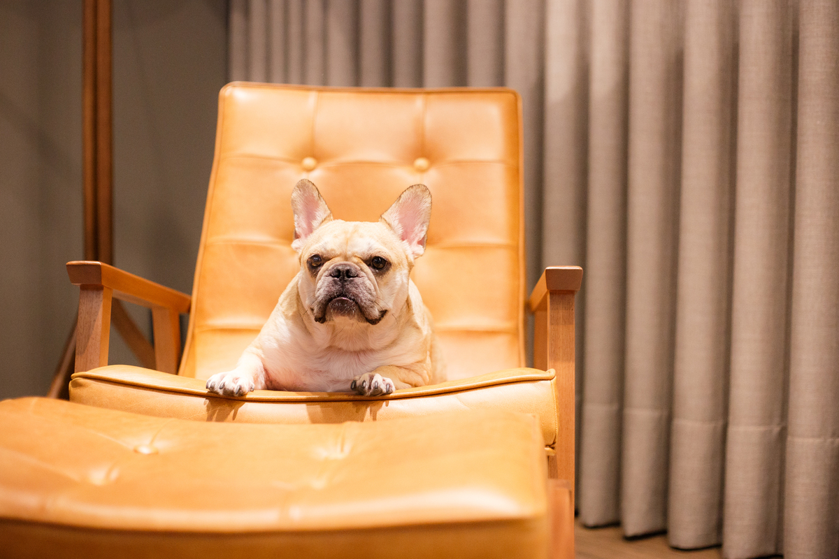 Cachorro da raça bulldog francês cor creme deitada em uma cadeira de descanso com a espressão séria.