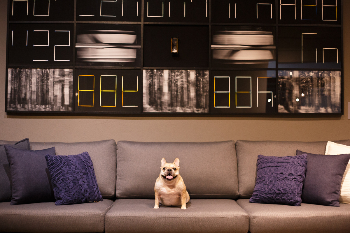 Foto de um ângulo mais aberto de uma cachorra da raça bulldog francês sentada em um sofá de três lugares cinza escuro com algumas almofadas de cada lado para compor a cena. Ao fundo, na parede um quadro que ocupa a largura do sofá.