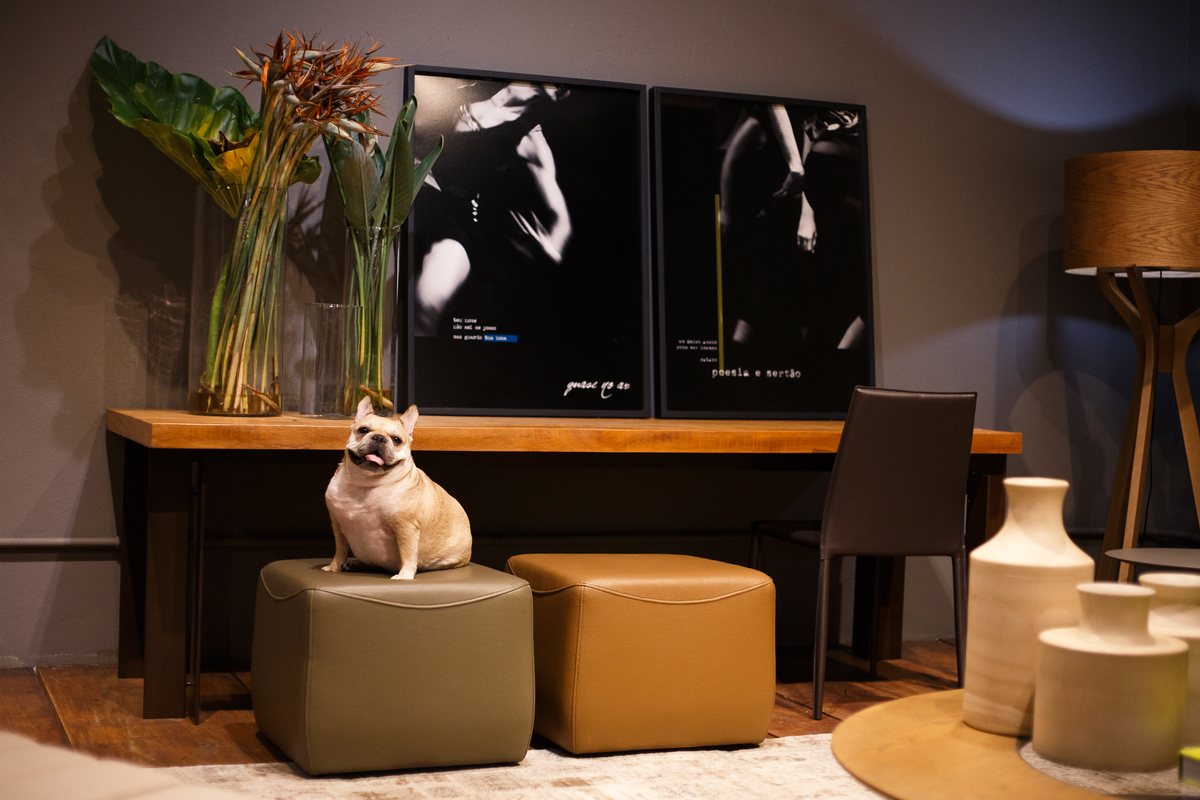 Cachorra da raça bulldog francês cor creme sentada em um pufe quadrado em frente a um móvel para televisão com um vaso de flores ao lado para compor a ambientação de um showroom de móveis.