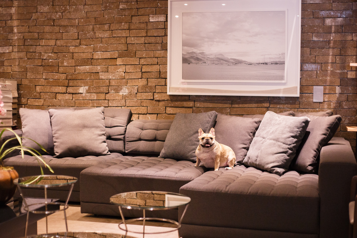 Cachorra da raça bulldog francês cor creme sentada em um sofá grande, com muitas almofadas para compor, um quadro na parede atrás do sofá e algumas mesinhas de apoia em frente para compor o ambiente do showroom.