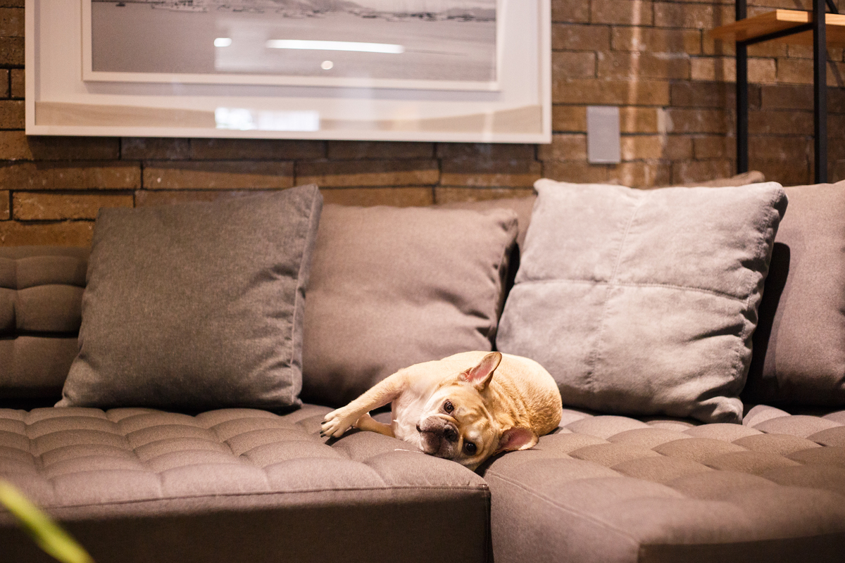 Foto mais de perto de uma cachorra da raça bulldog francês deitada em um sofá com a cabeça apoiada de lado e uma cara de dengo. Atrás dela algumas almofadas para compor o ambiente do showroom de móveis.