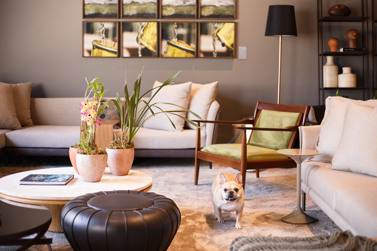 Cachorra da raça bulldog francês cor creme andando sobre um tapete claro entre alguns sofá no showroom de móveis onde fizemos um ensaio pet.