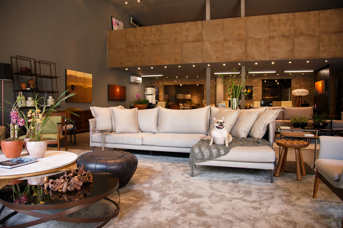 Foto bem aberta do showroom de móveis com uma cachorra da raça bulldog francês cor creme sentada no sofá que é o centro da cena, algumas mesas de apoio ao lado ajudam na composição da cena.