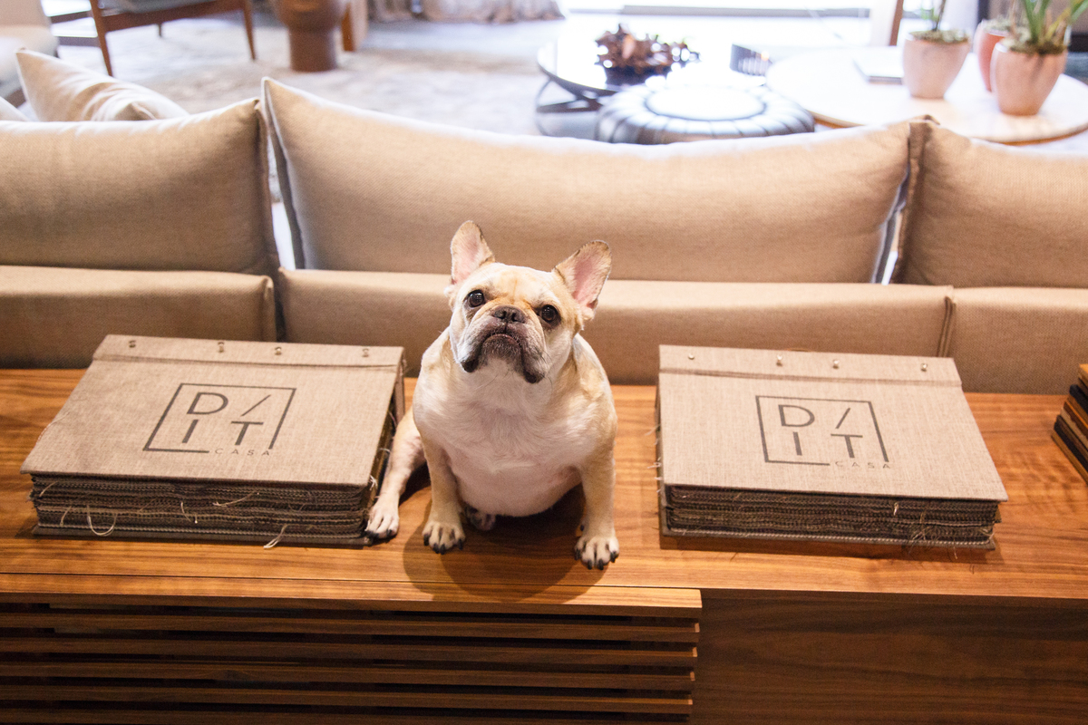 Cachorra da raça bulldog francês cor creme sobre uma mesa de apoio com dois catálogos do showroom em cada lado dela. A foto foi feita em um ângulo de cima para baixo e a cachorra olha para cima com a boca fechada e uma expressão de coitadinha.
