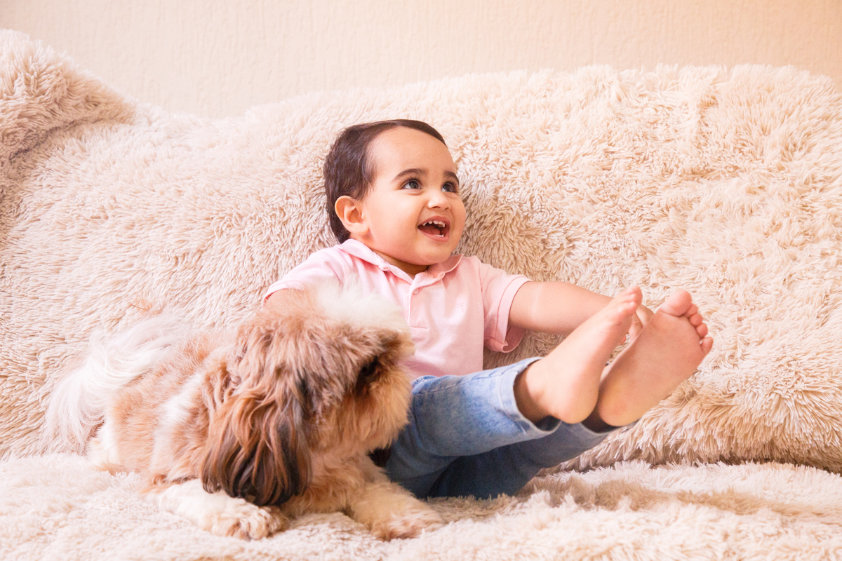 Criança sentada no sofá abraçada com o cão da família da raça shih tzu, marrom e branco.