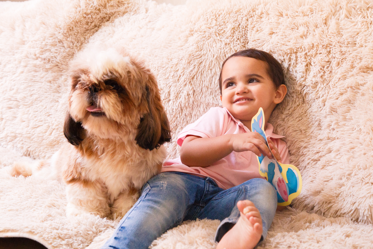 Criança sentada no sofá ao lado do cachorro da família, da raça shih tzu, marrom e branco.