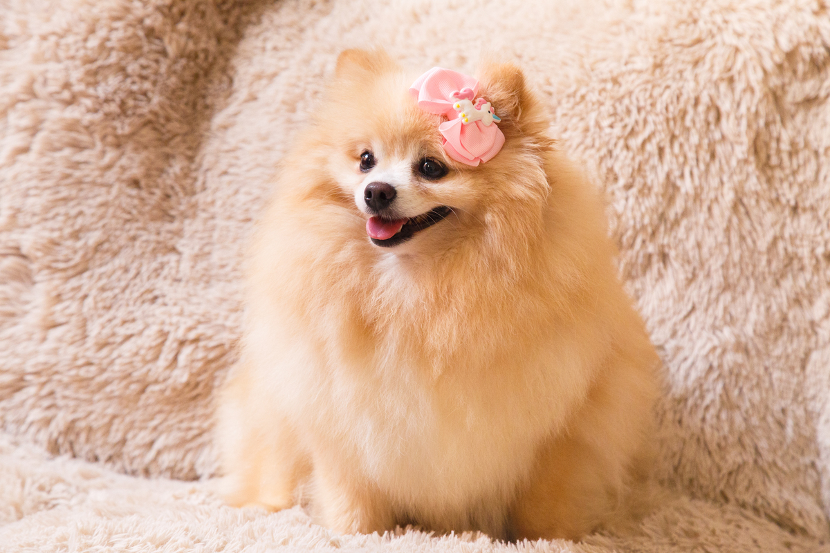 Cachorra da raça lulu da pomerânia cor creme sentada no sofá com um lacinho rosa na cabeça.