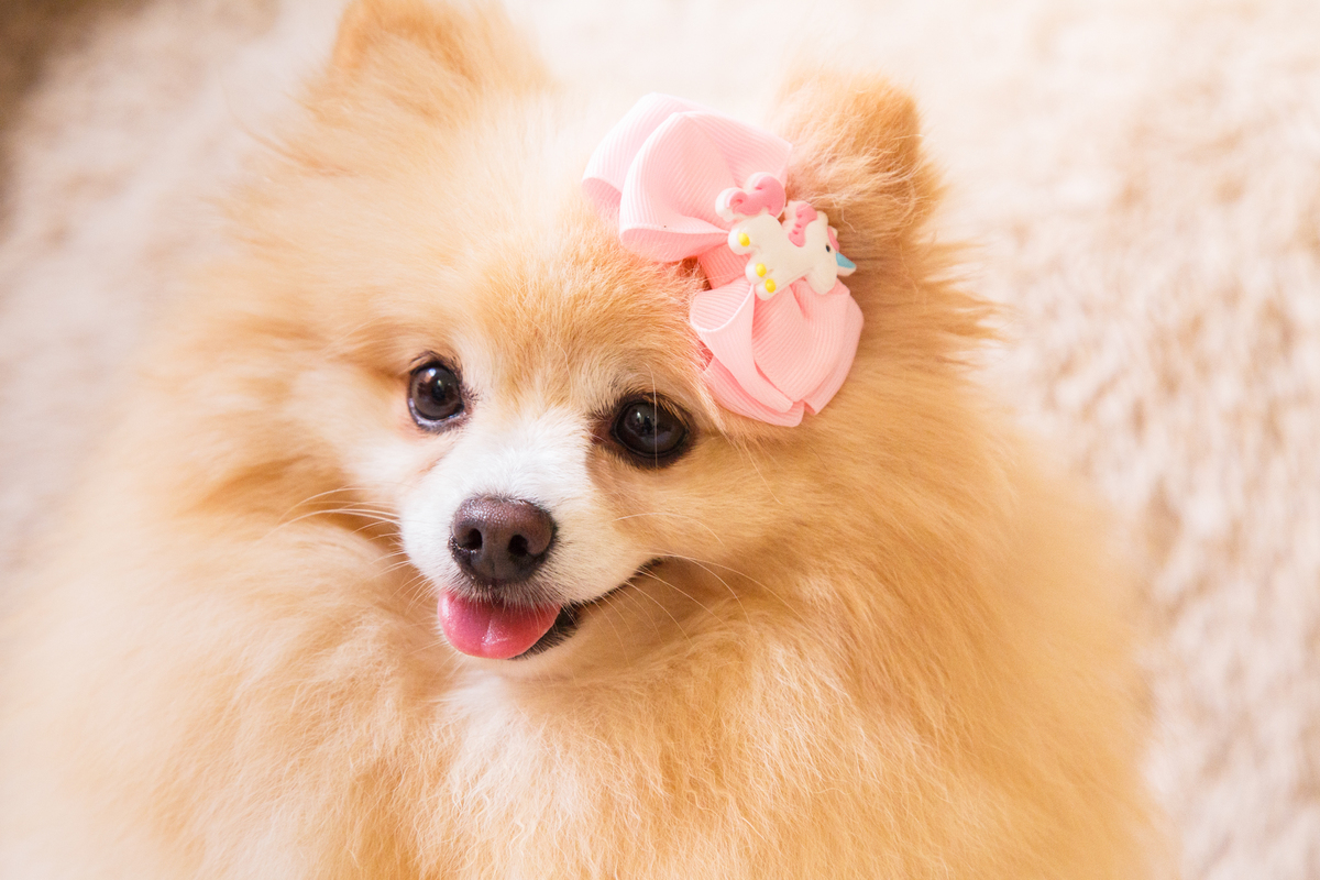 Close na carinha de uma cachorrinha da raça spitz alemão ou lulu da pomerânia, com um lacinho rosa de unicórnio na cabeça e a boca entreaberta como se sorrisse.
