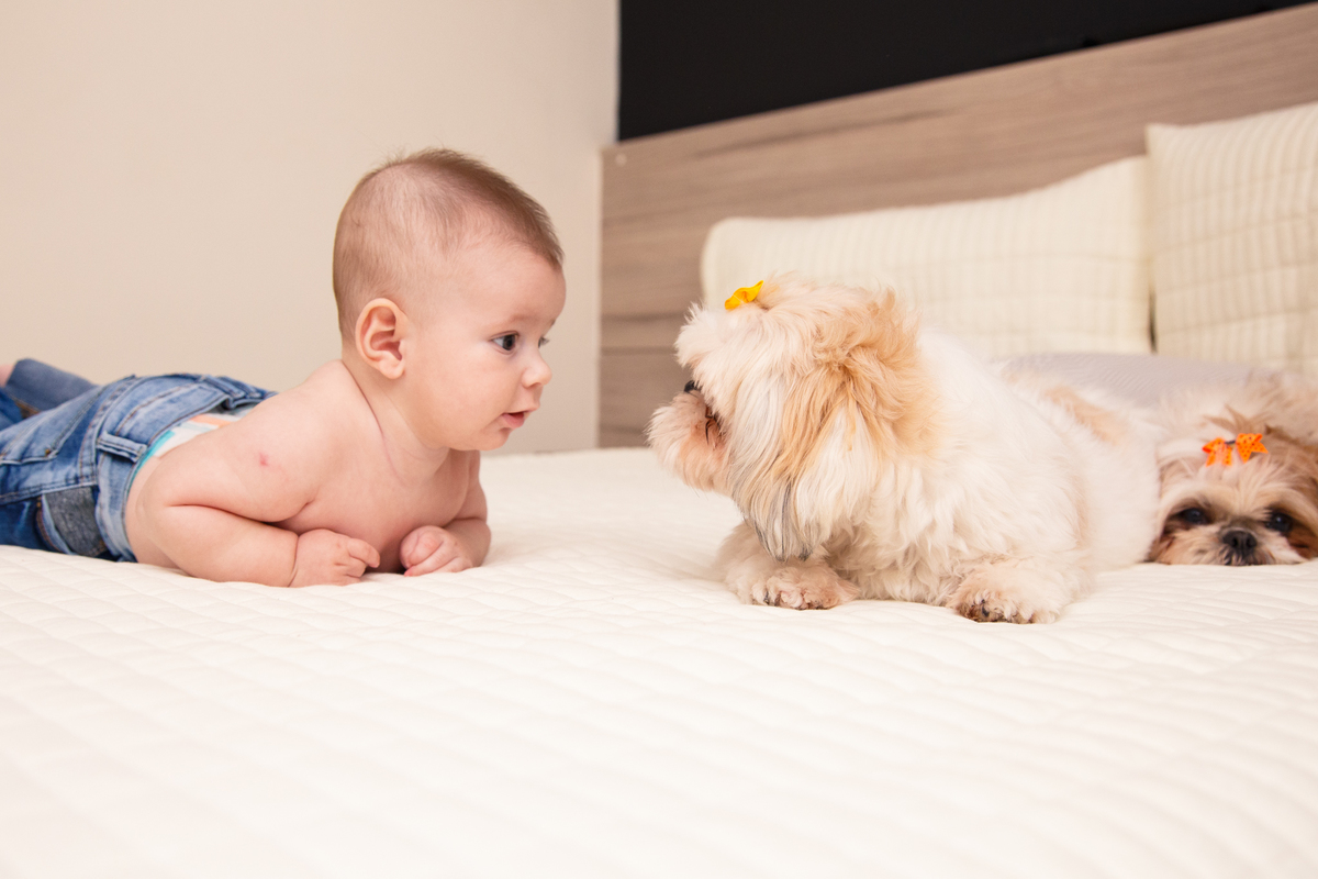 Bebê deitado na cama olhando para uma cachorrinha shih tzu. Outra cachorrinha está mais para o fundo deitada sem prestar atenção nos outros dois.
