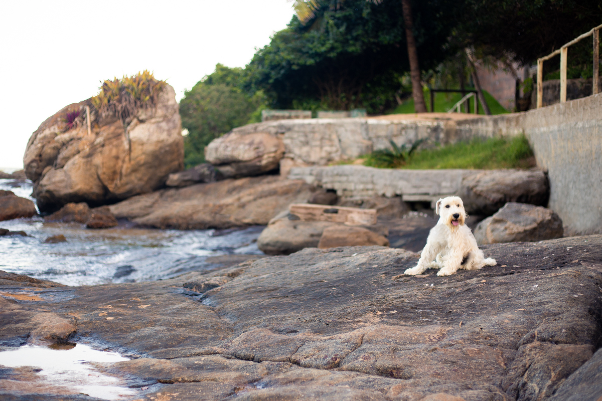 fotografia_pet_cachorro_praia_3