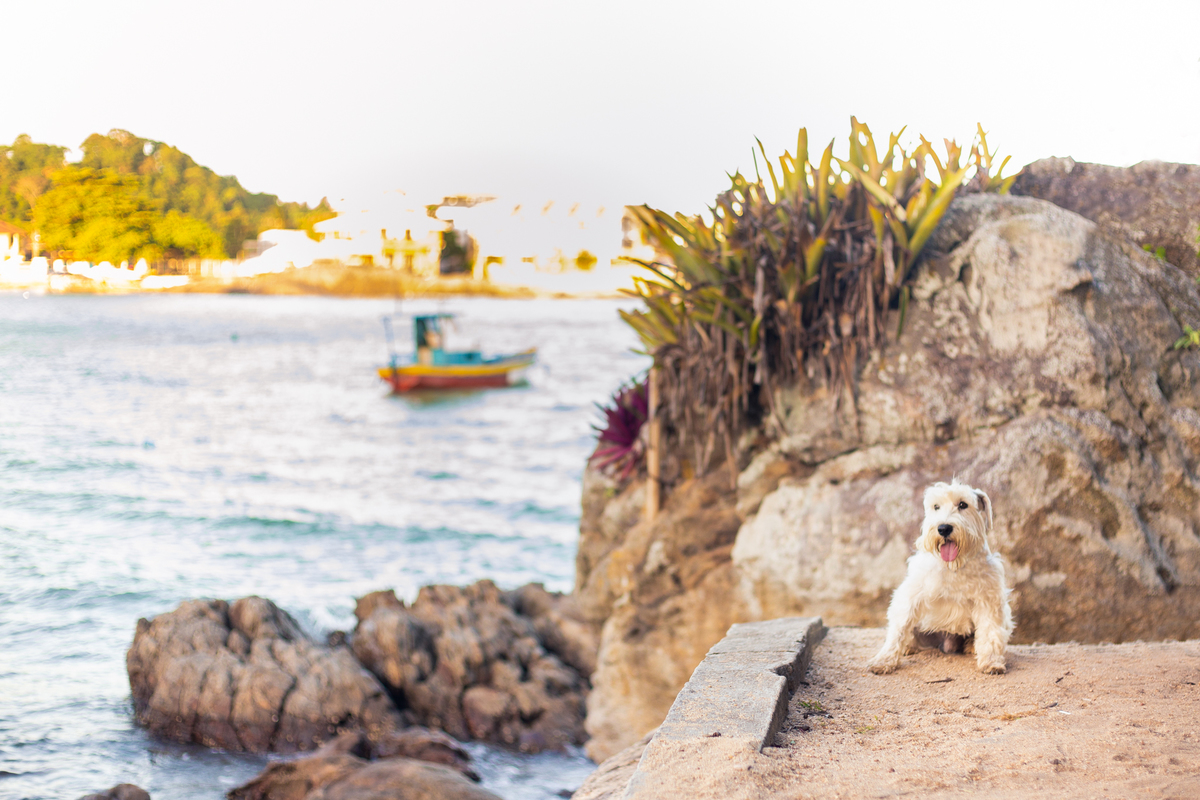 fotografia_pet_cachorro_praia_4