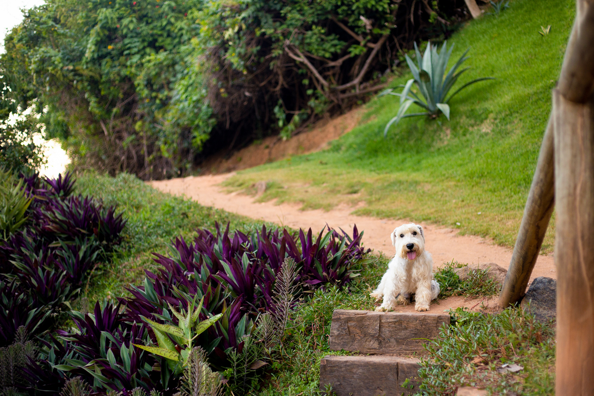 fotografia_pet_cachorro_praia_1