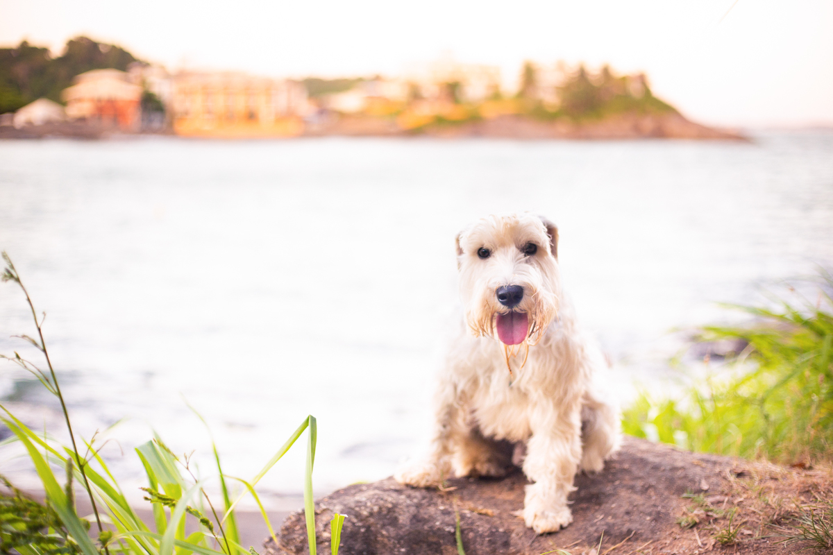 fotografia_pet_cachorro_praia_5