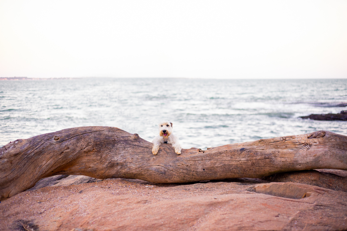 fotografia_pet_cachorro_praia_2