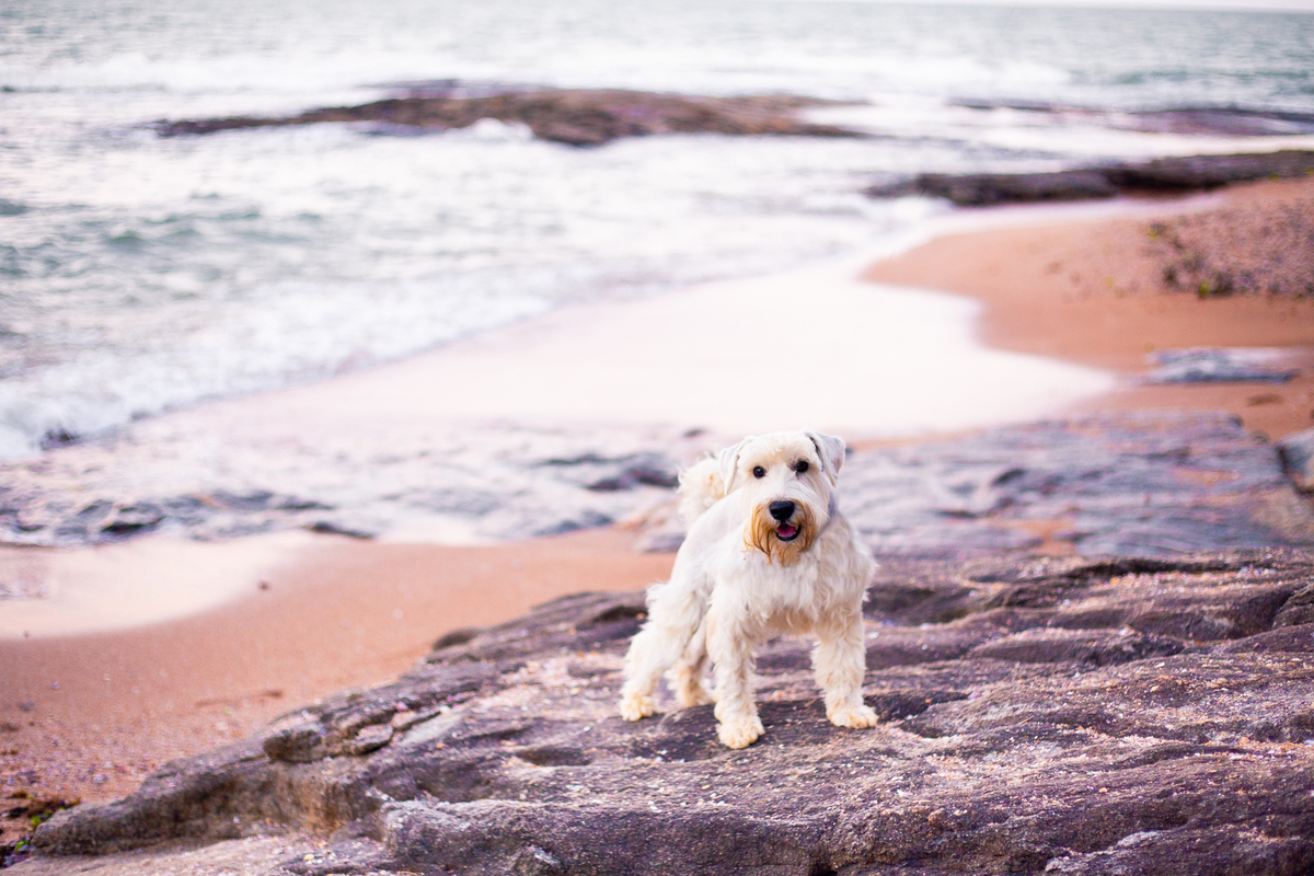 fotografia_pet_cachorro_praia_7