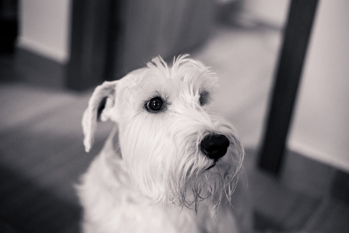 fotografia_pet_cachorro_casa_belo_horizonte_1