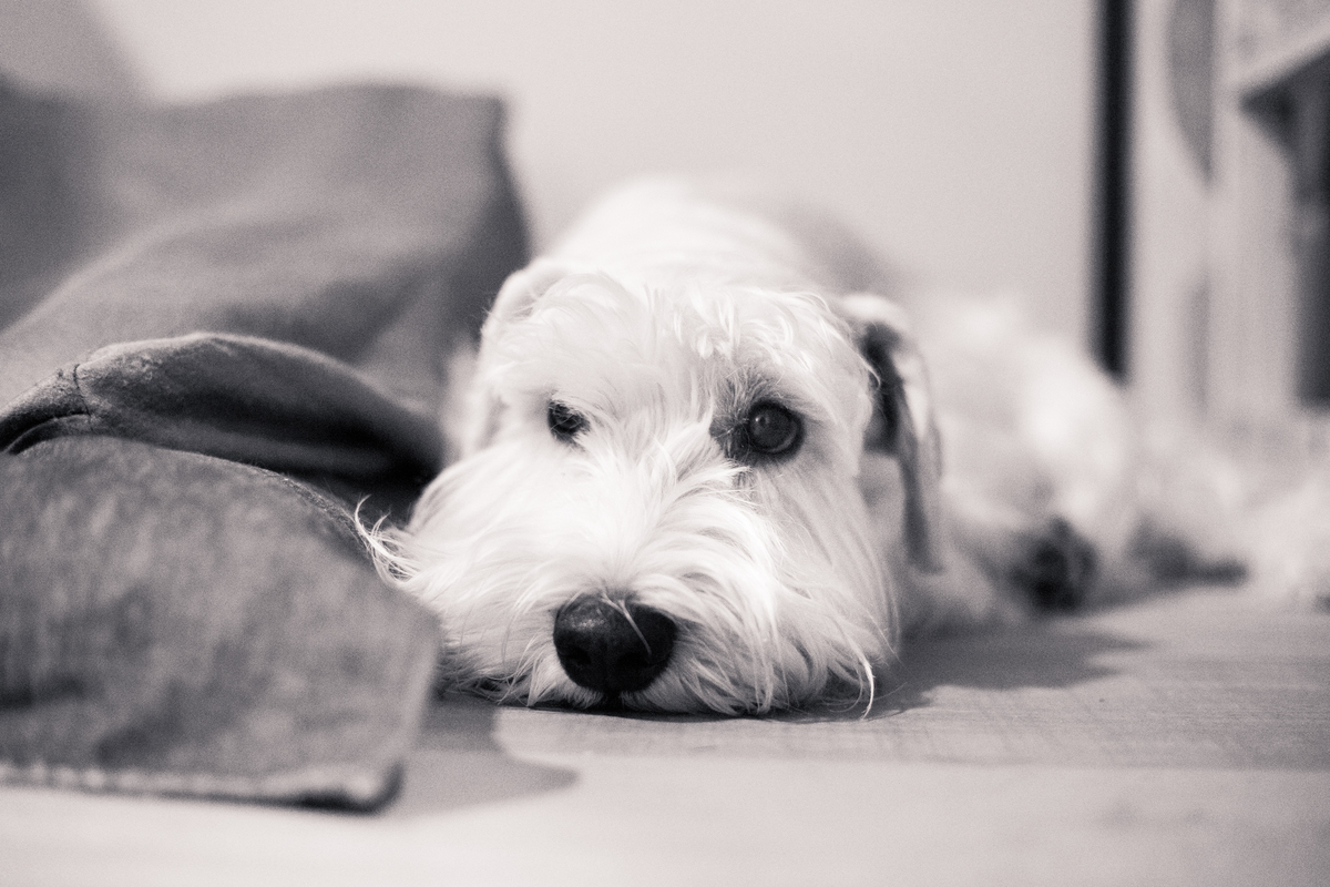 fotografia_pet_cachorro_casa_belo_horizonte_2