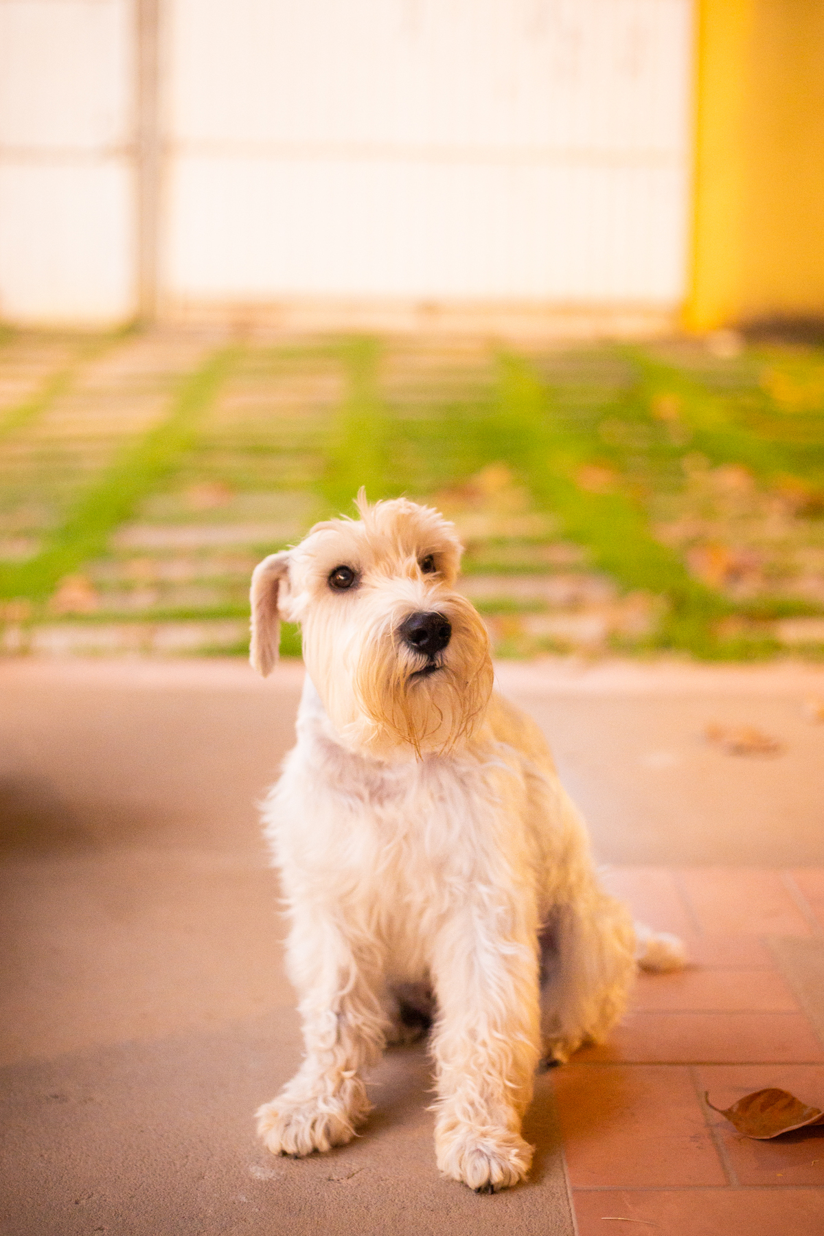 fotografia_pet_cachorro_casa_belo_horizonte_3