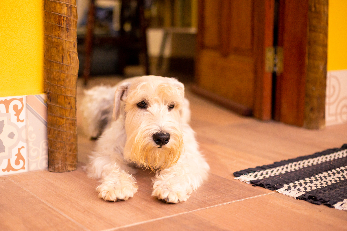 fotografia_pet_cachorro_casa_belo_horizonte_4
