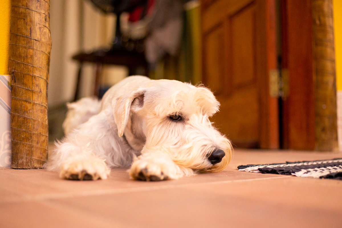 fotografia_pet_cachorro_casa_belo_horizonte_5