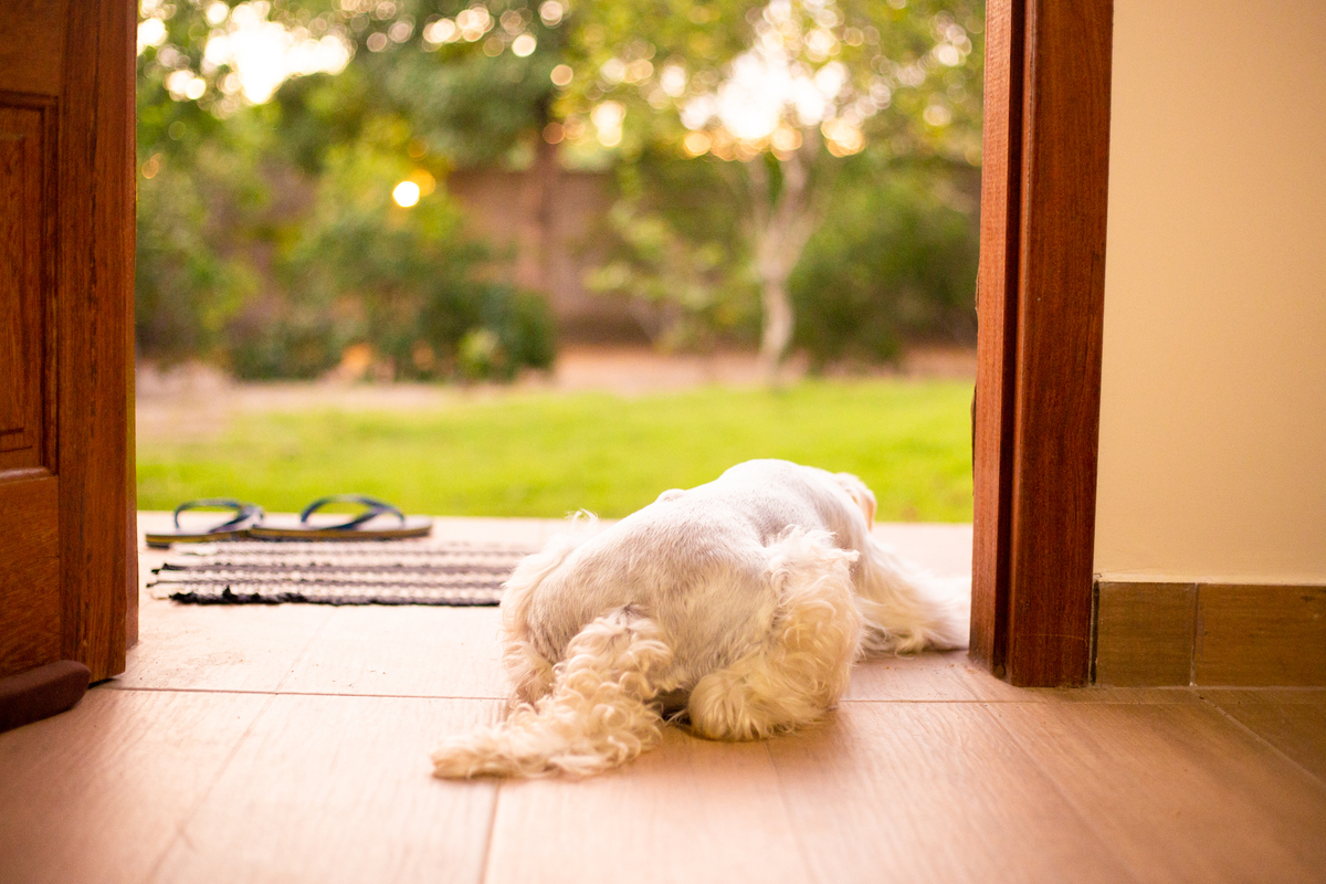 fotografia_pet_cachorro_casa_belo_horizonte_6