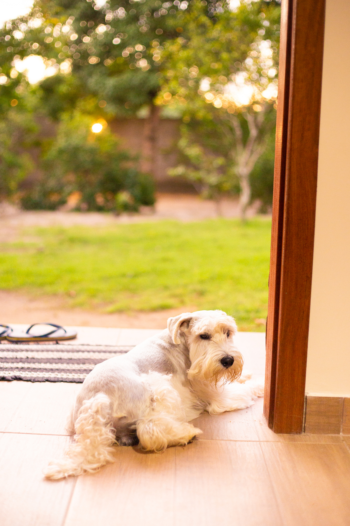 fotografia_pet_cachorro_casa_belo_horizonte_7