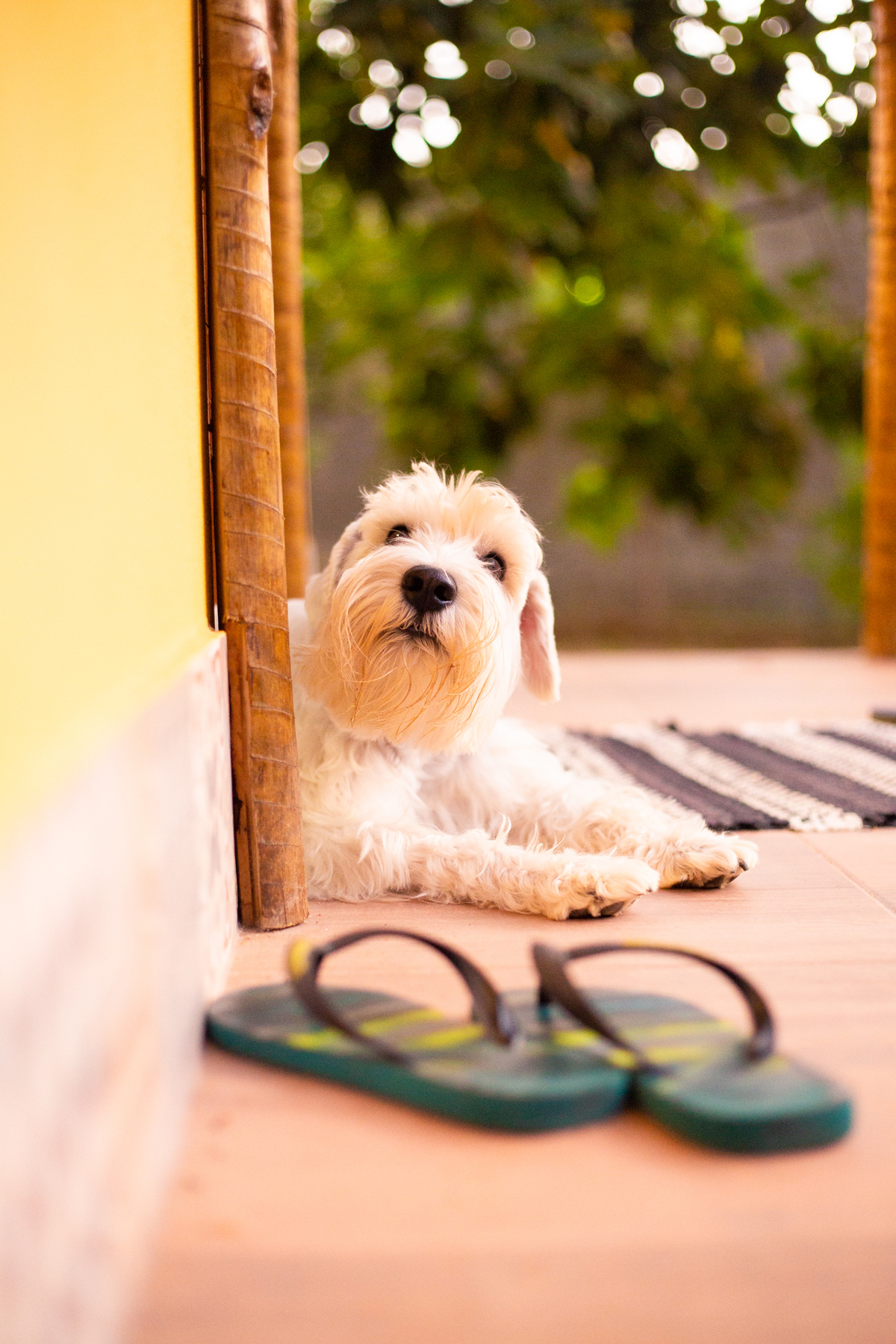 fotografia_pet_cachorro_casa_belo_horizonte_8