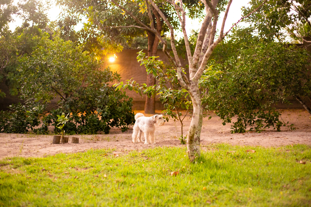 fotografia_pet_cachorro_casa_belo_horizonte_9