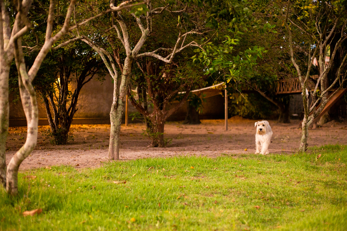 fotografia_pet_cachorro_casa_belo_horizonte_10