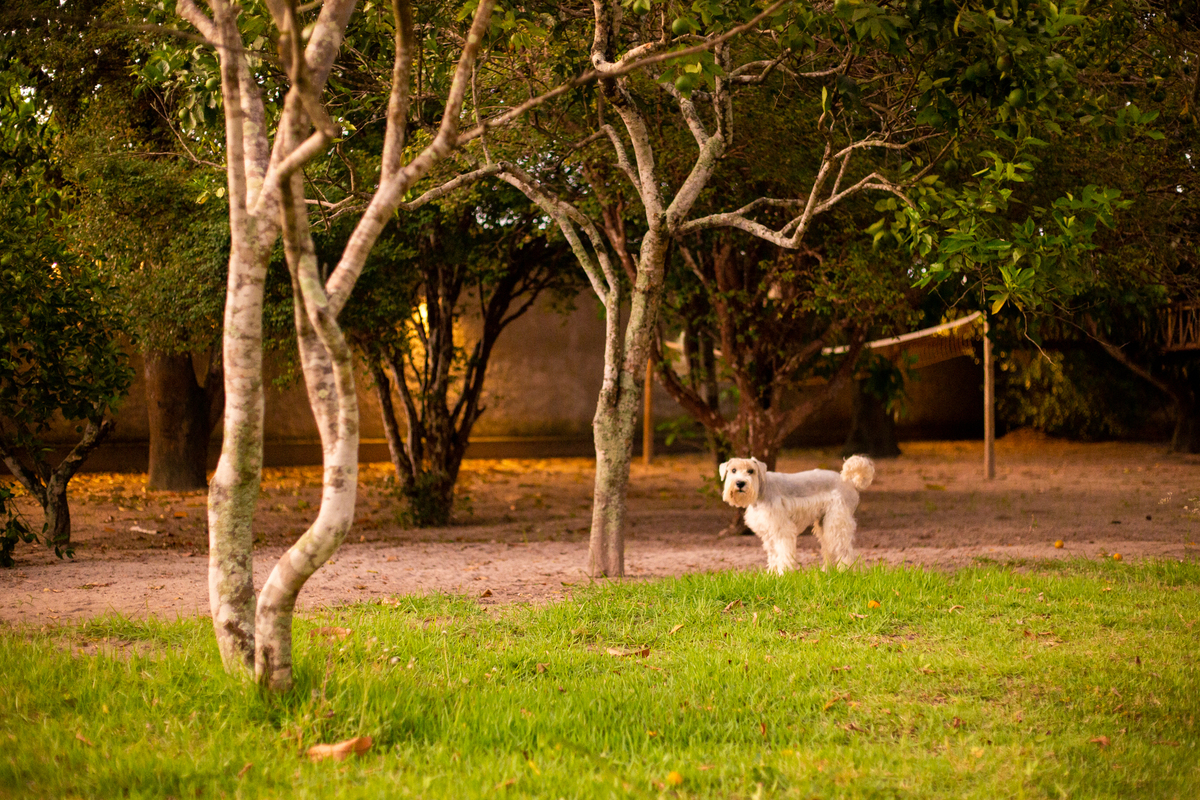 fotografia_pet_cachorro_casa_belo_horizonte_11