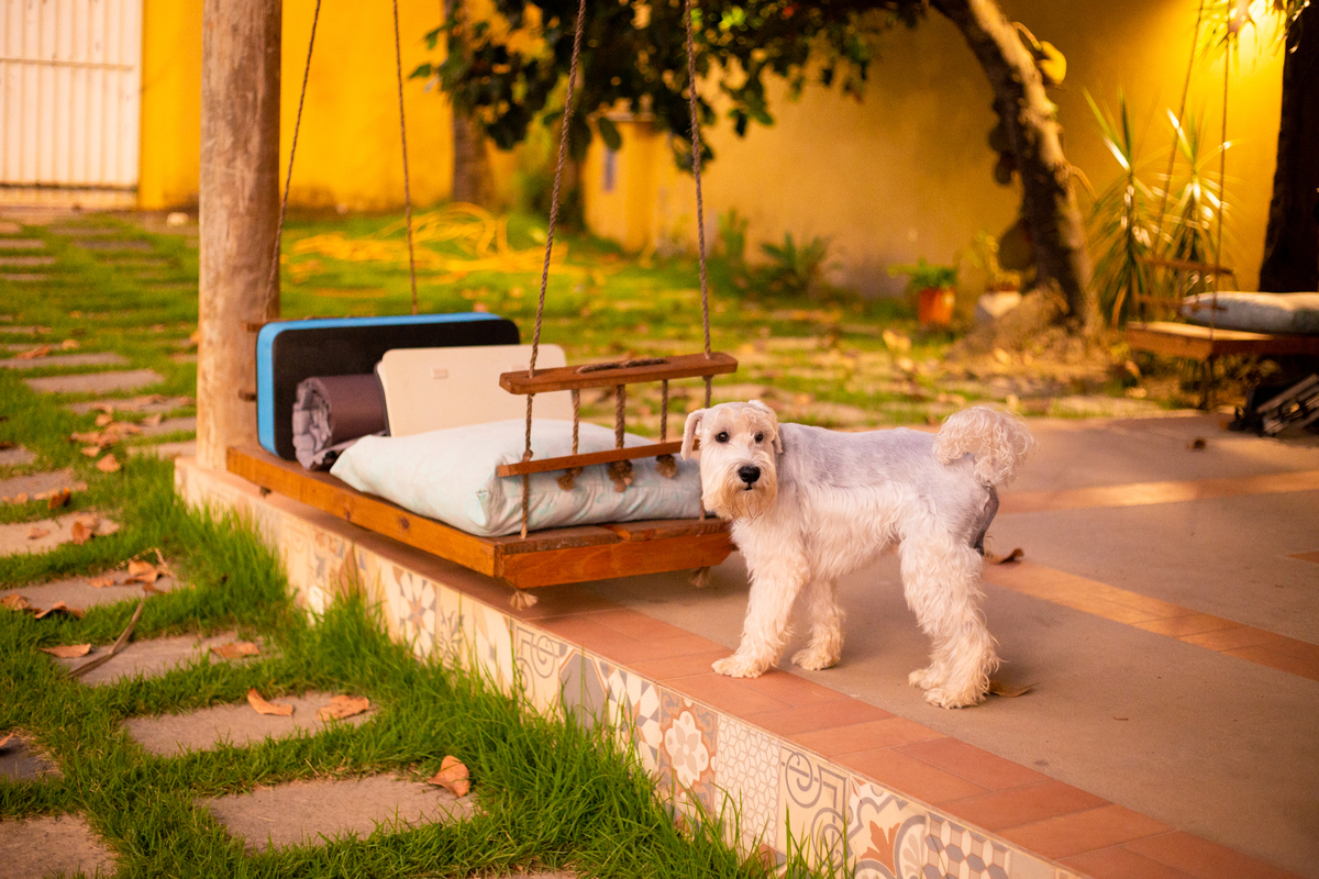 fotografia_pet_cachorro_casa_belo_horizonte_12