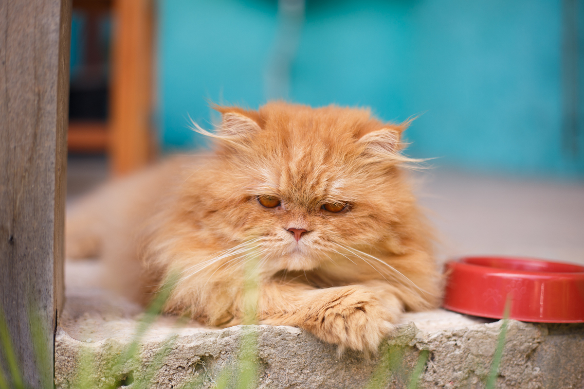 fotografia_pet_gato_casa_praia_1