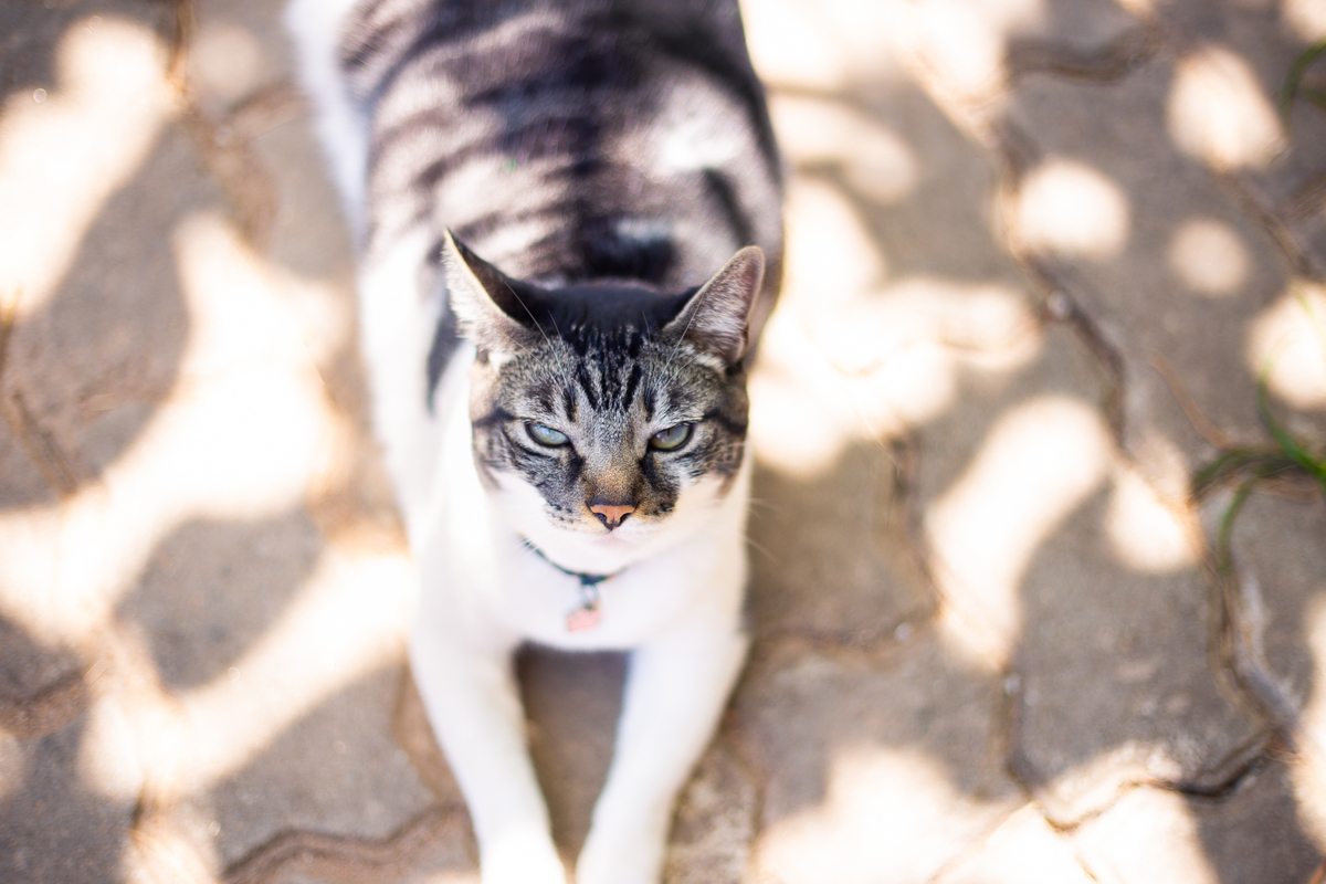 fotografia_pet_gato_casa_praia_2